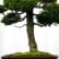 Hinoki Tree
