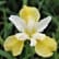 Iris butter
