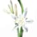 Sea daffodil (Sand lily)