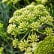 Sea Fennel