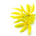 Ylang-Ylang