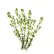 Thyme