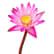 Wasserlotus