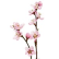 Körsbärsblomma