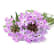 Verbena