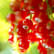 Red Currant
