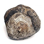 Ambra/Ambergris