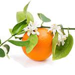 Apelsinblomma