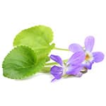 Violblad