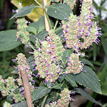 Patchouli