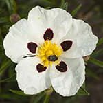 Labdanum