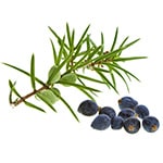 Juniper