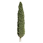 Cypress