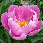 Pion