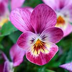 Violblomma