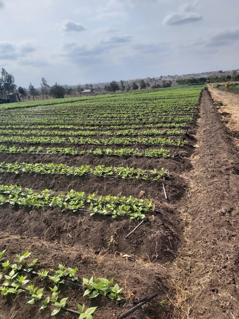 land_plot in Kitengela