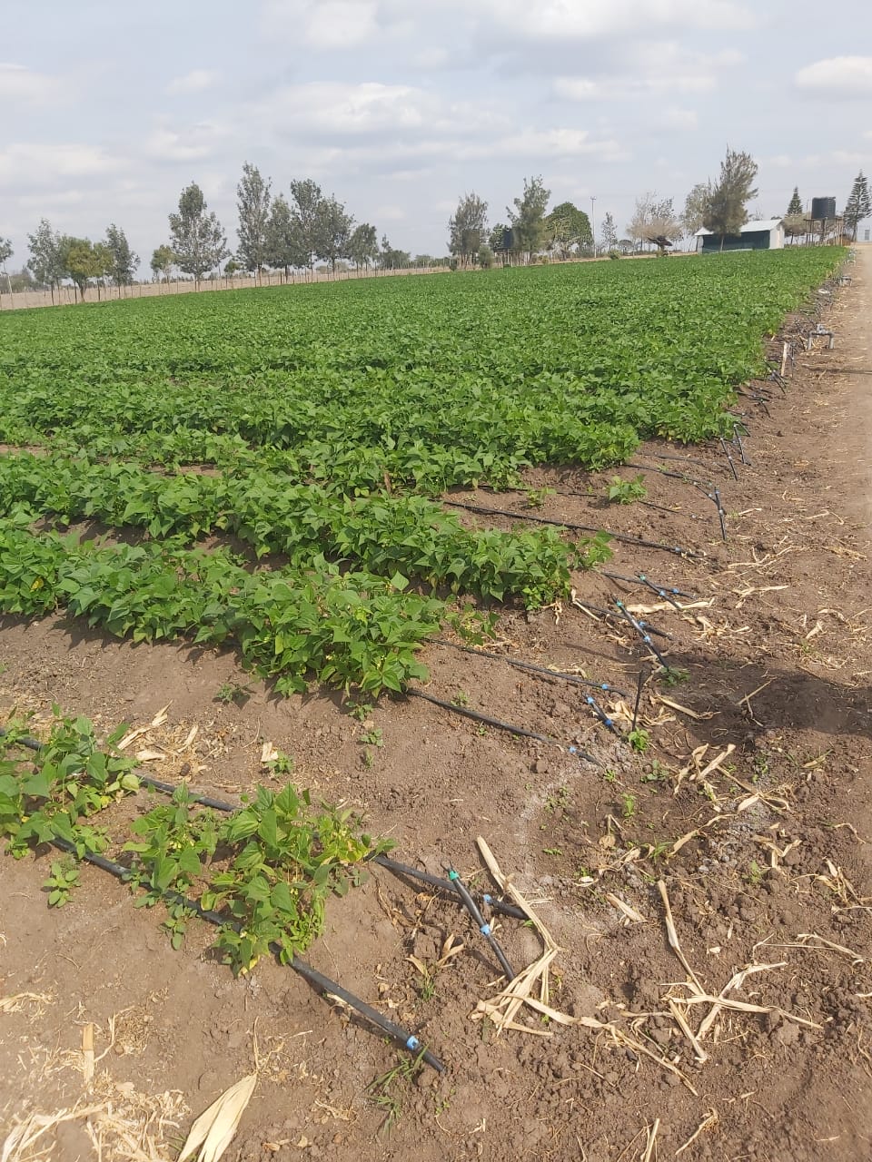 land_plot in Kitengela