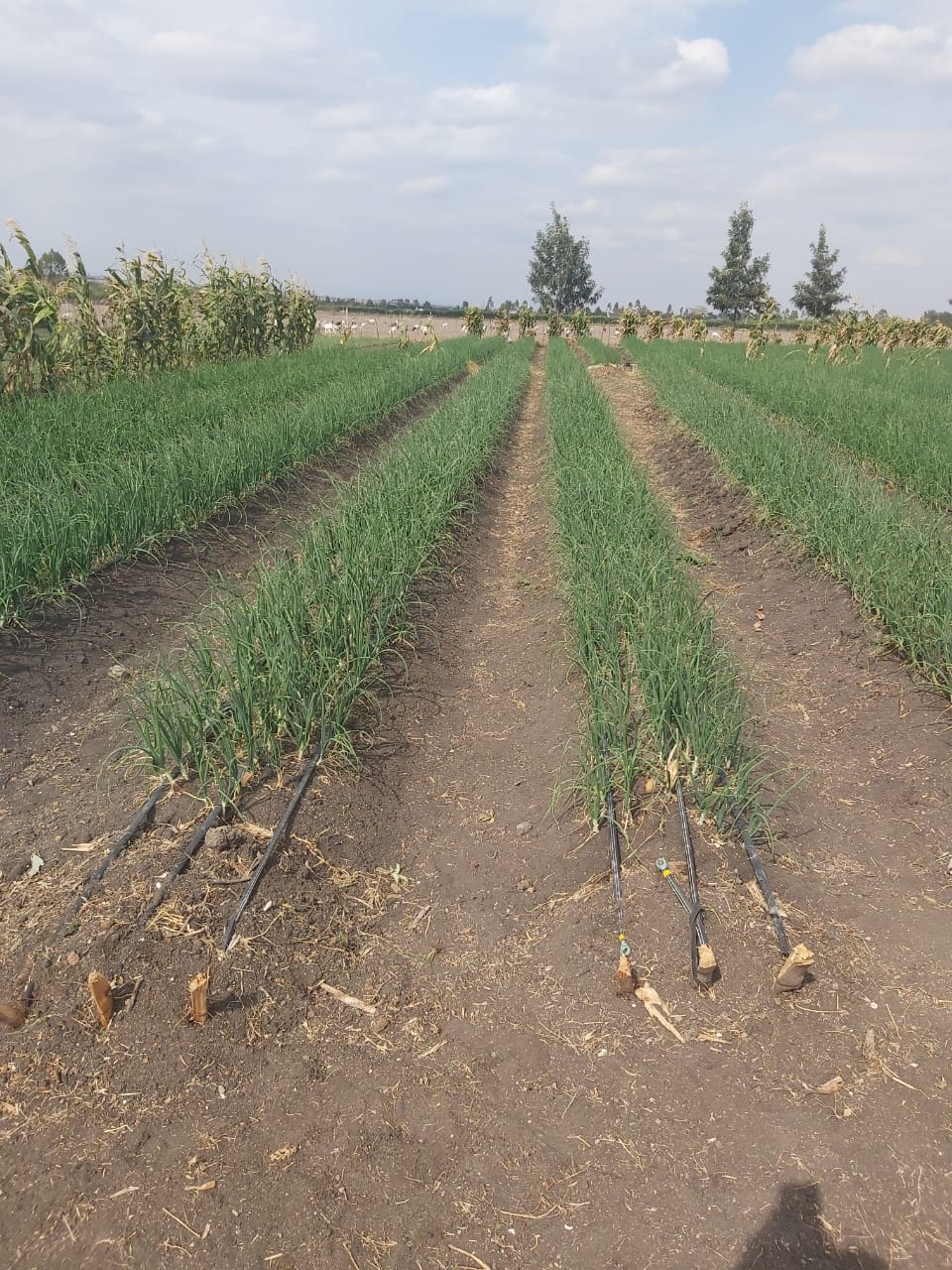 land_plot in Kitengela