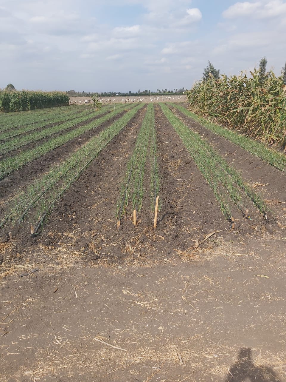 land_plot in Kitengela