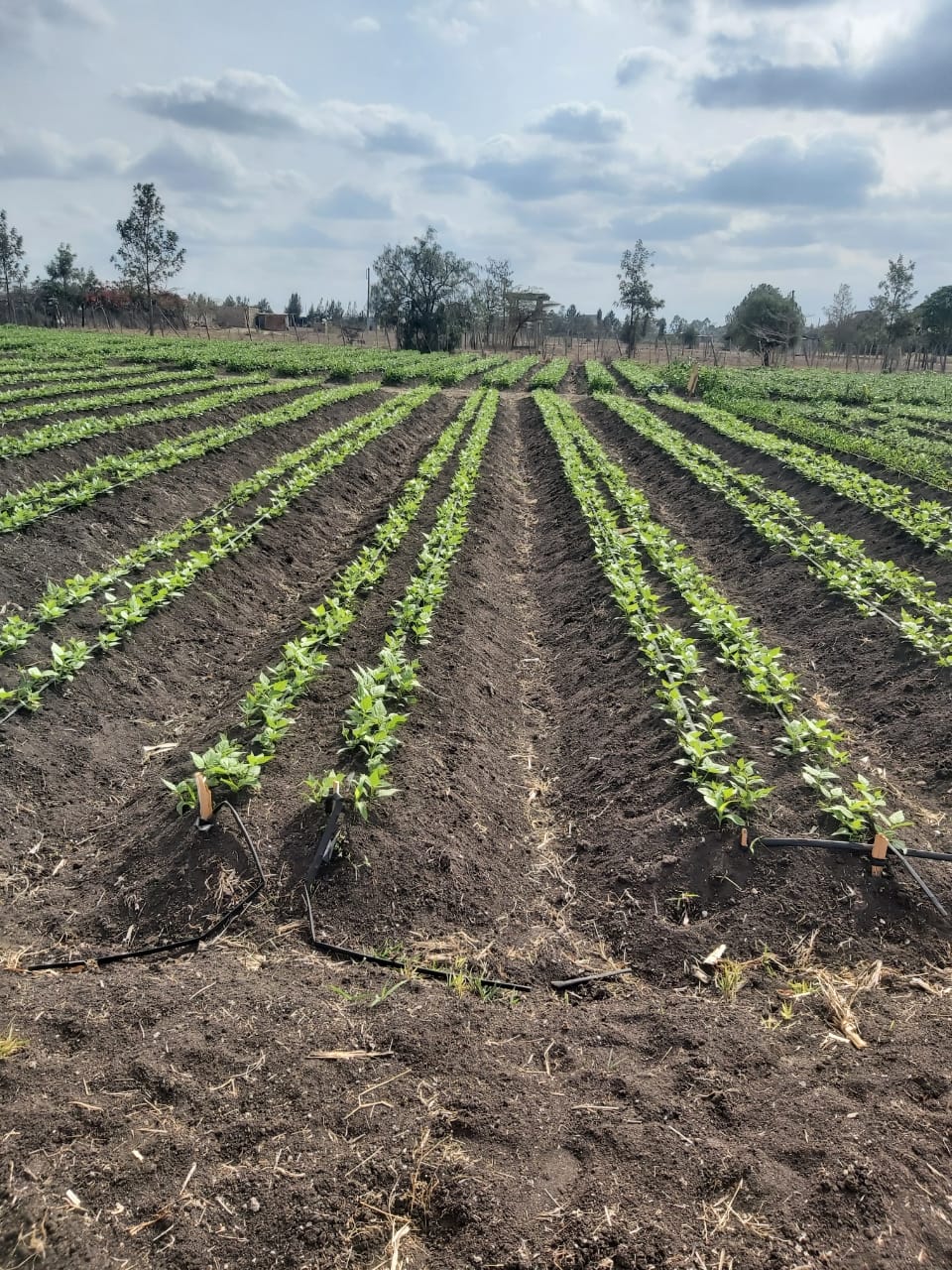 land_plot in Kitengela