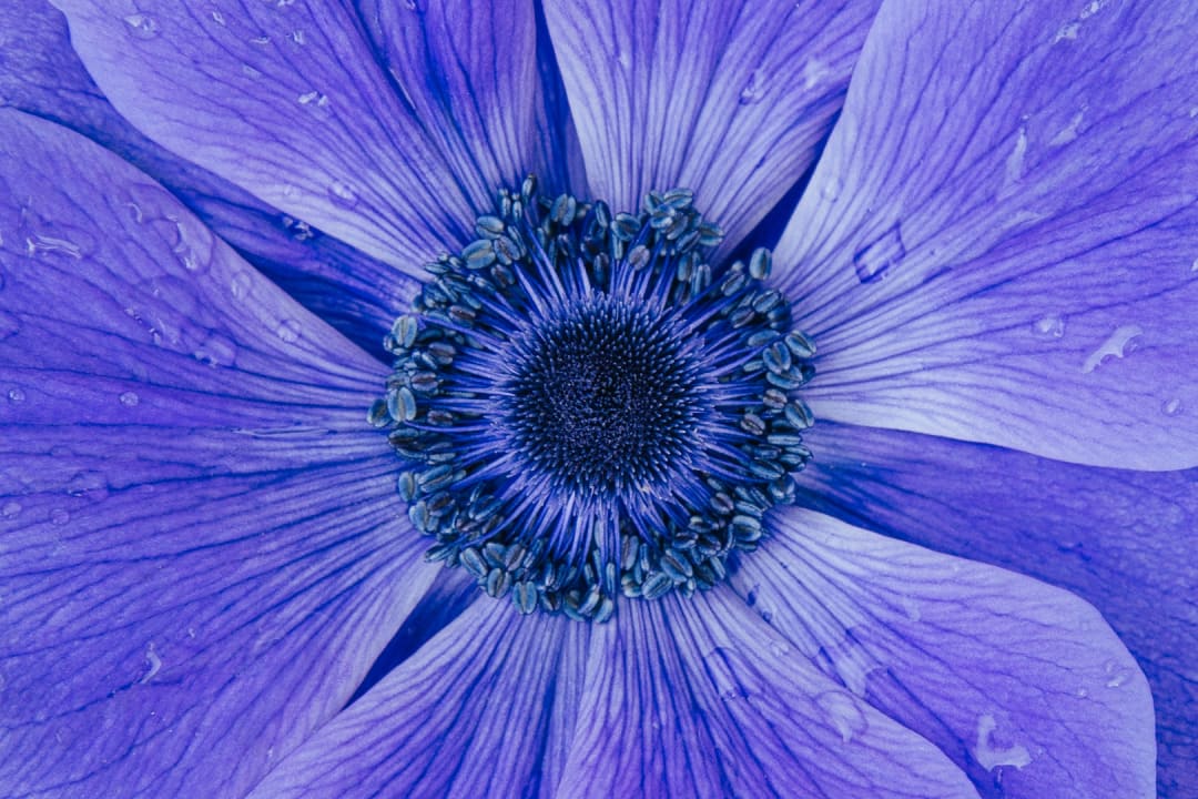 A detailed close-up of a purple or blue anemone-mr-fokker-flower.