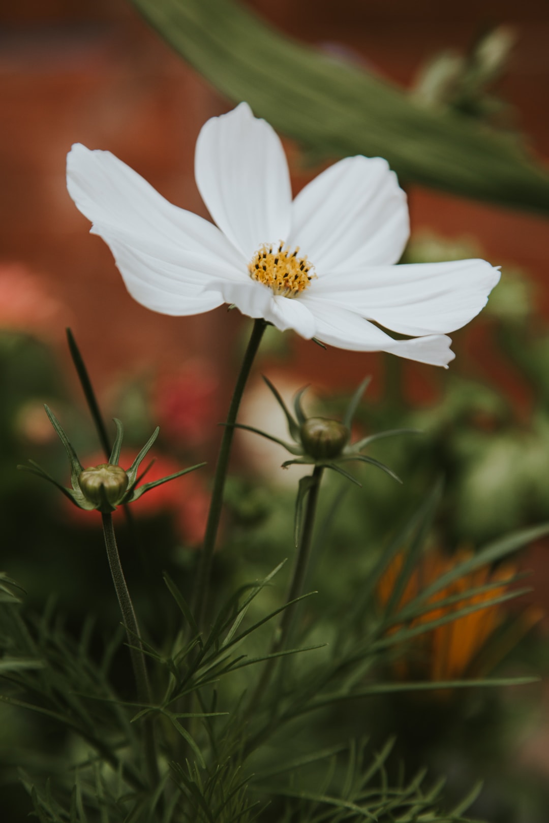 A tall and healthy white petaled cosmos.