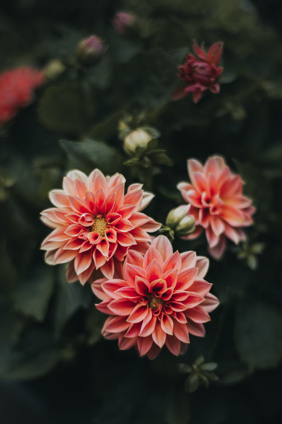 A moody photo of two vibrant pink dahlia flowers.