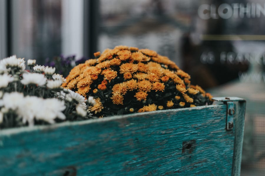 Yellow flowers in a little wagon outside of a flower shop in Brooklyn