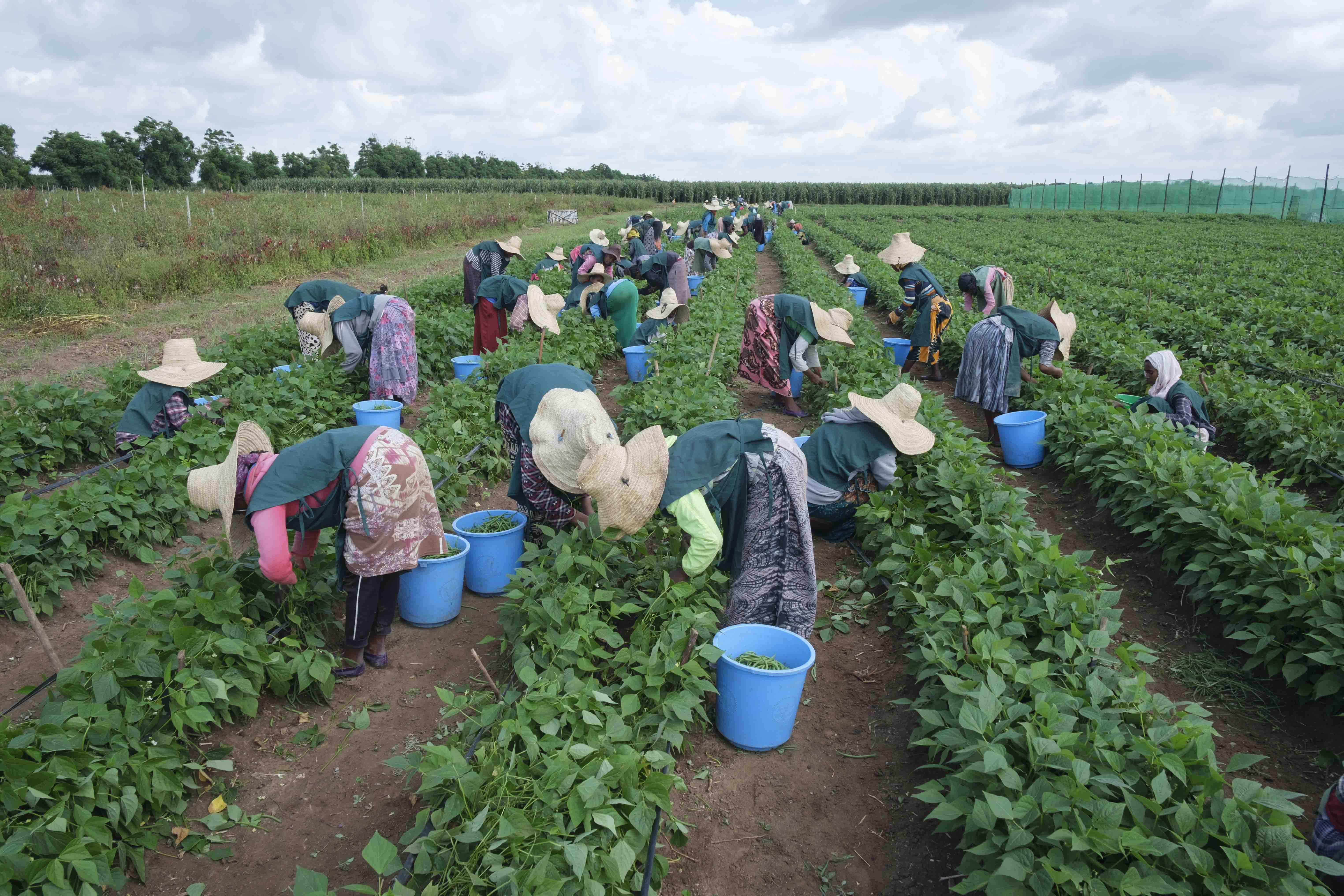 The Global Food Banking Network