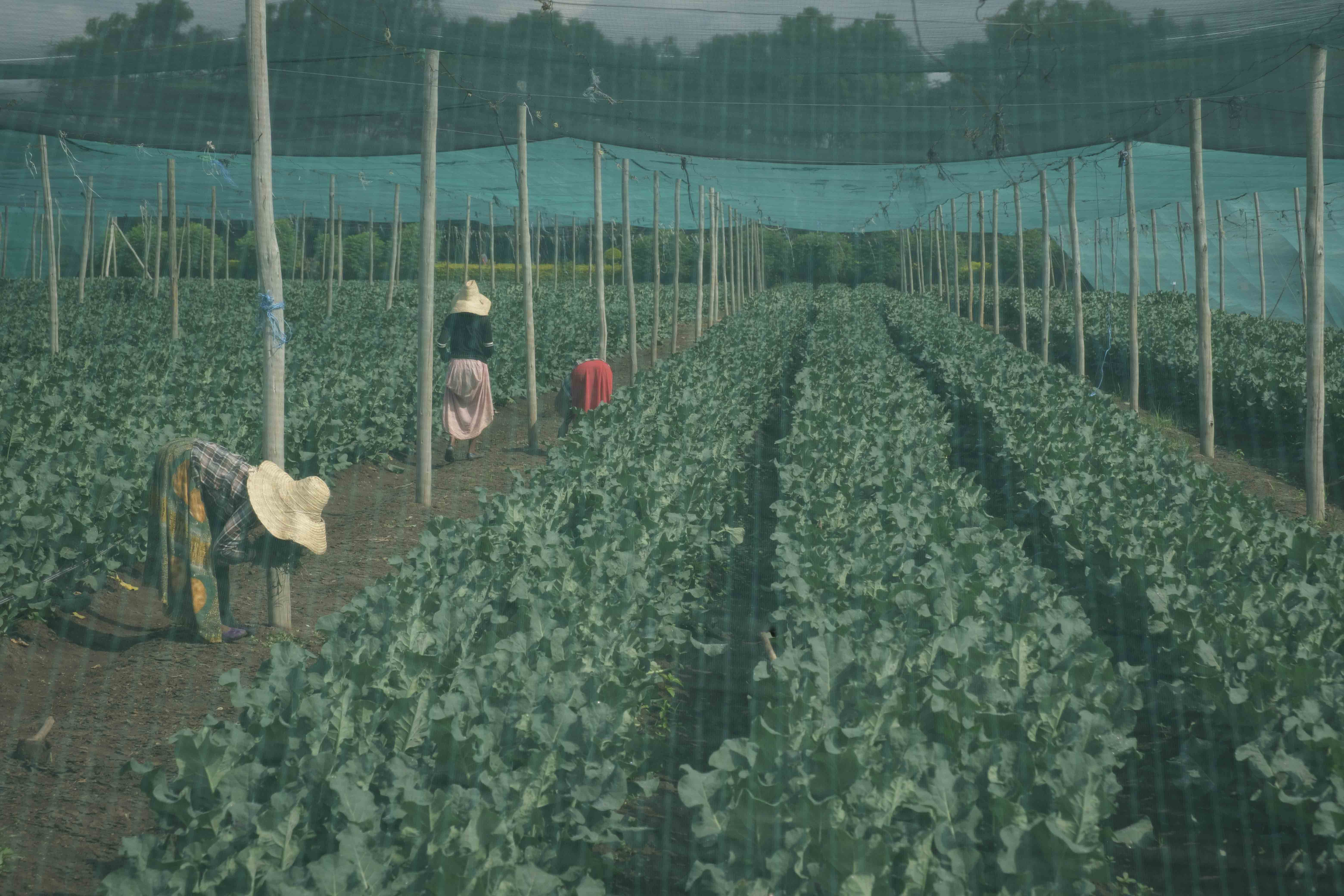 The Global Food Banking Network