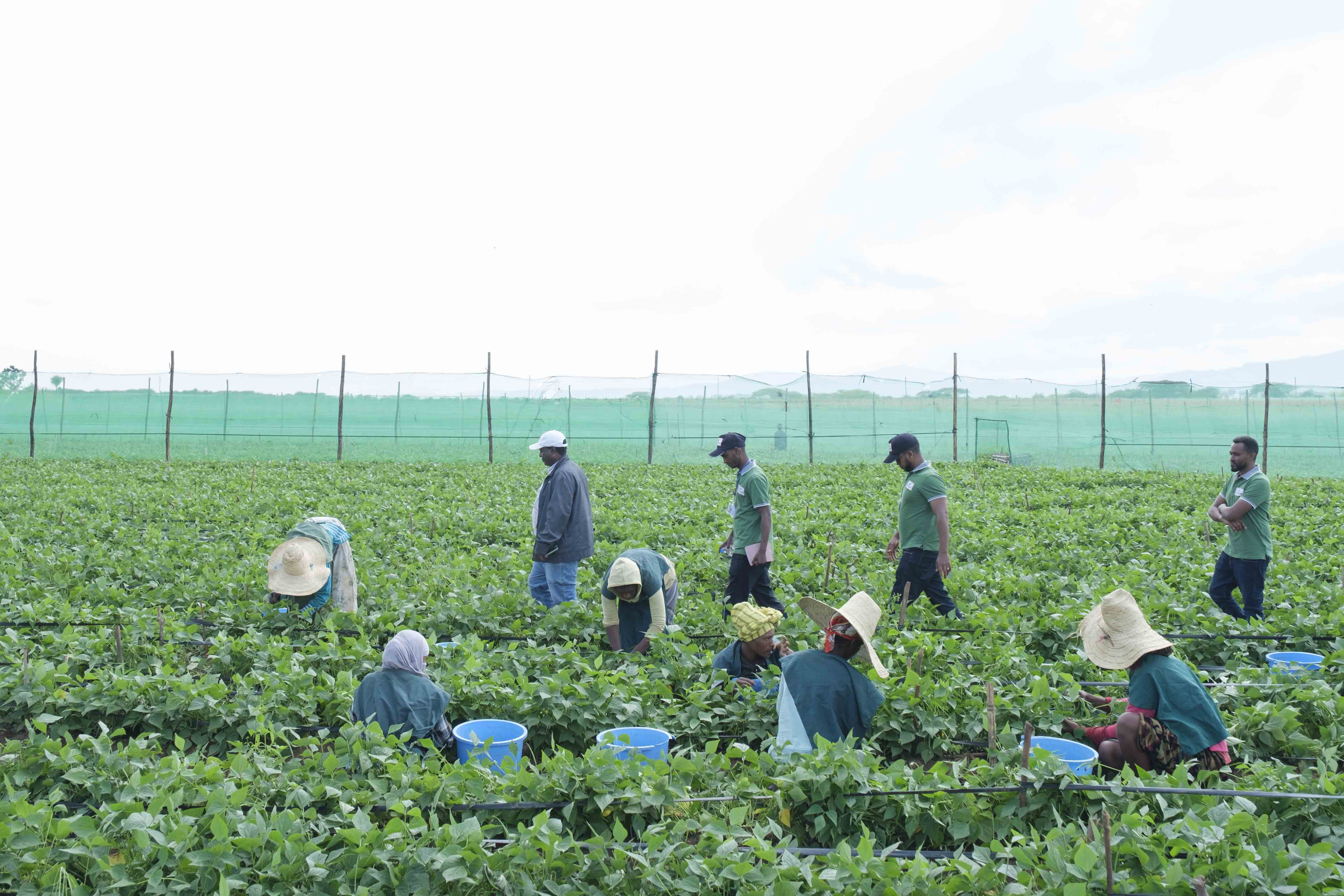 The Global Food Banking Network