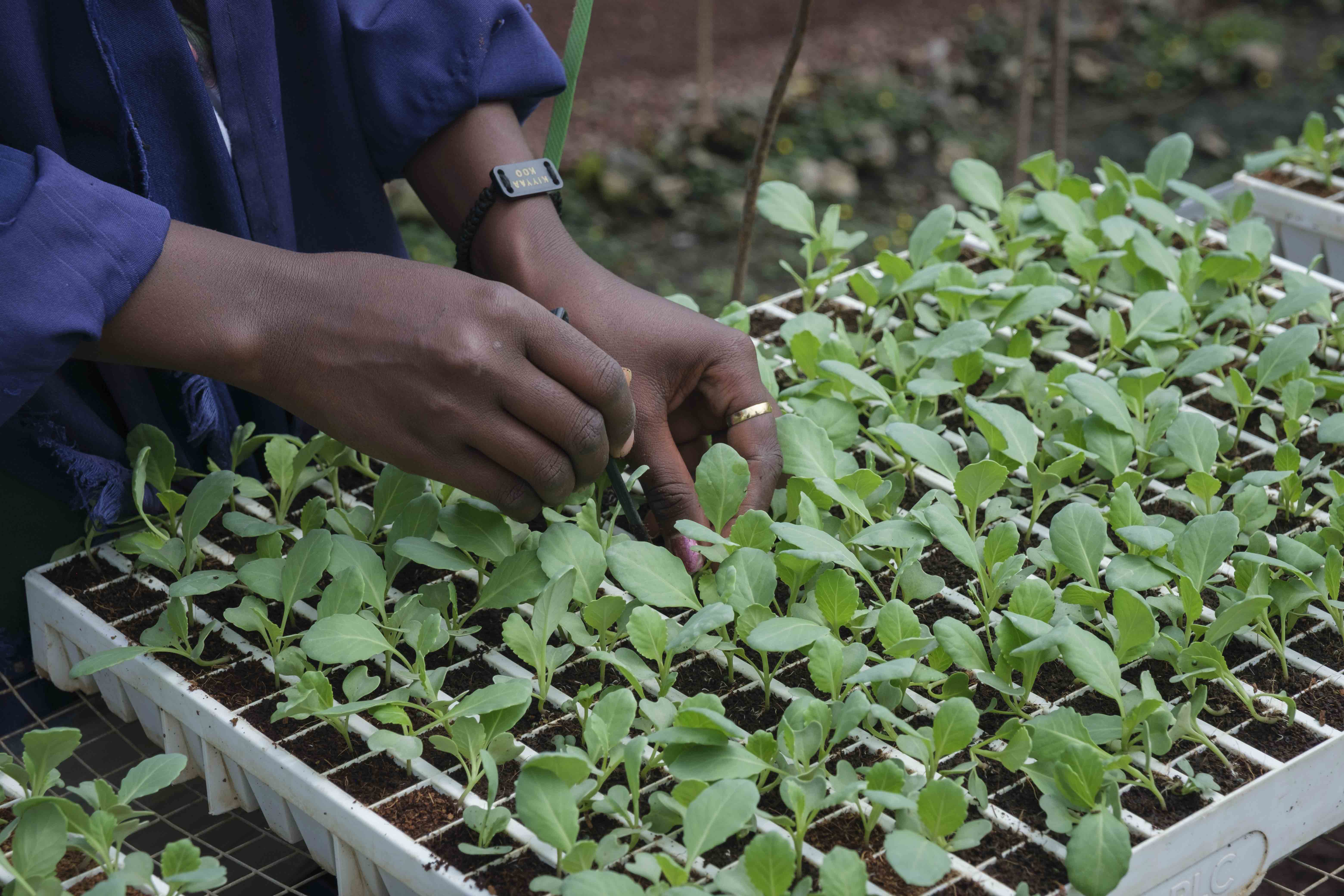 The Global Food Banking Network