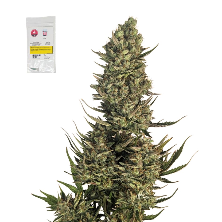  Blue Dream - 5 Pack