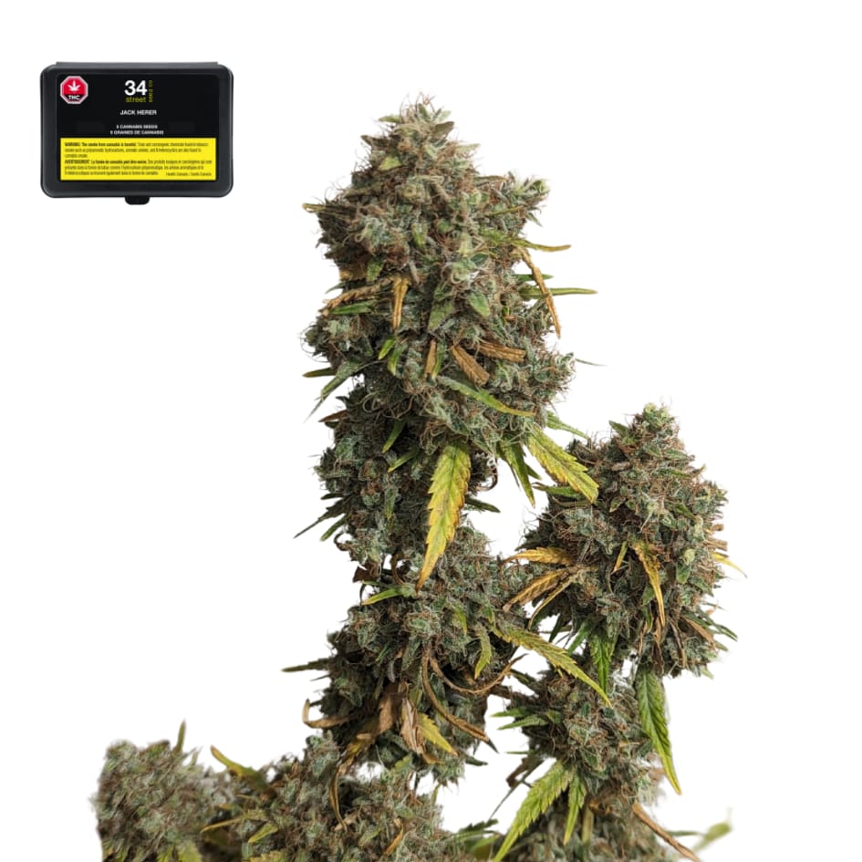 34th Street  Jack Herer Seeds  5 Pack