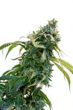 34th Street  Zkittlez X FPOG  Zkittlez X FPOG (5)