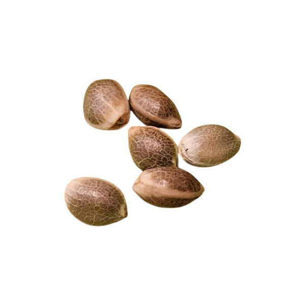 Cherry Lemonade Seeds (Regular) - 11 Pack