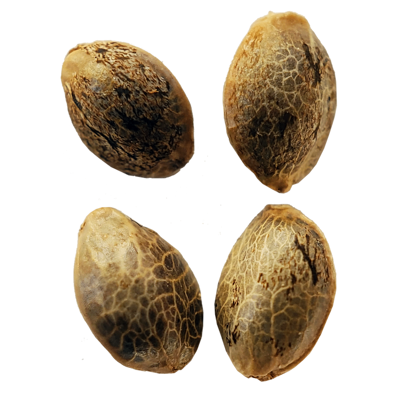 Multi Pack #1 Seeds (Autoflower) - 4 Pack
