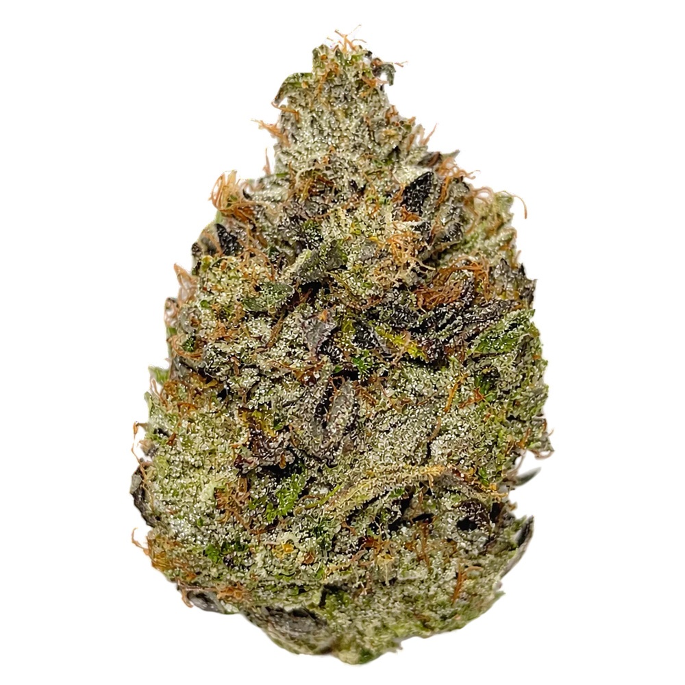Magic  Timmy's OG Shark (Smalls)