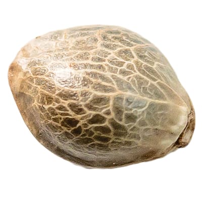 Mango CBD 1:1 Seeds