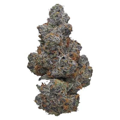 Apple Fritter - 7g Hybrid
