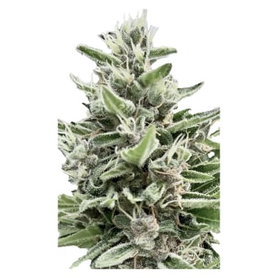 Clone Collector Seeds - Apple Truffle Breath Feminized Seeds - x4 Indica