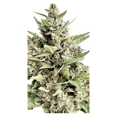 Seed Bank Modified Kush Mints - Feminized Seeds 4-pack
