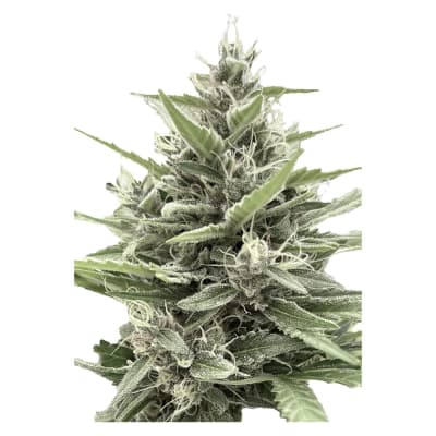 Modified Animal Cookies - Feminized 1 Pack Seeds