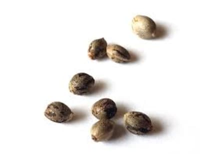 Golden Melons 5 pack seeds