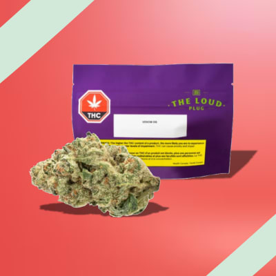 Venom OG by The Loud Plug - VENOM OG - 28g (INDICA)
