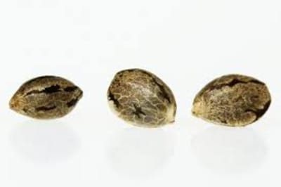 Violator Kush Green Thai & Foundation Cake x Cherry Pie  (Feminized) 3 x 2 pack of Seeds