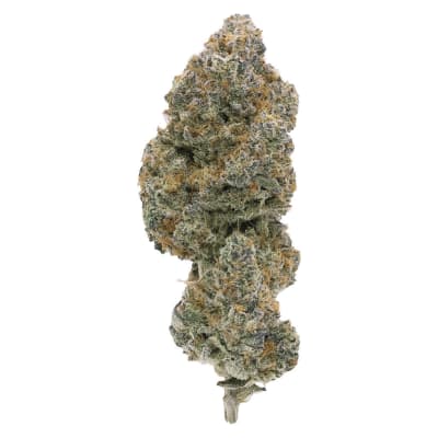Modified Supersonic - 7g Indica