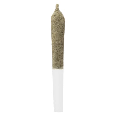 Infused Cherry Temple Pre-Roll 1x0.5g