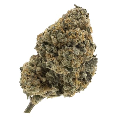 Kandy Cake - FIGR - Dried Flower