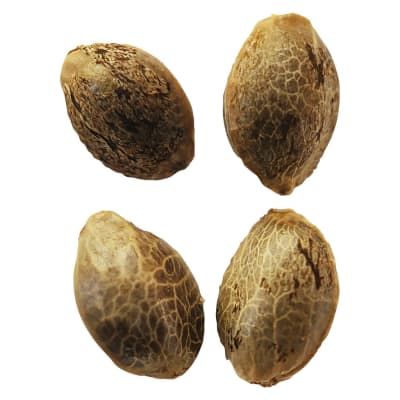 Weather Lemon Sunshine Autoflower Feminized